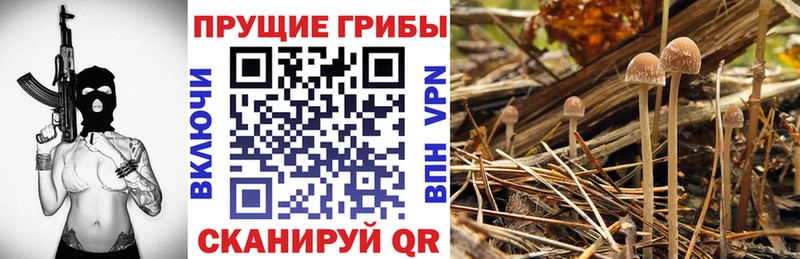 Псилоцибиновые грибы Psilocybine cubensis  Купить закладки  Стародуб 